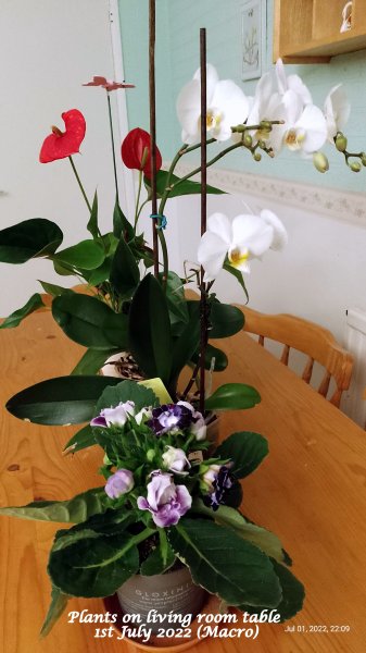 Plants on living room table 1st July 2022 (Macro).jpg