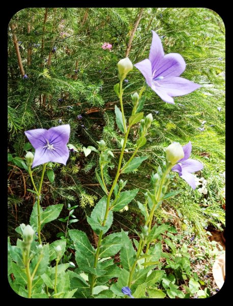 Platycodon 13 Jun 22.jpg