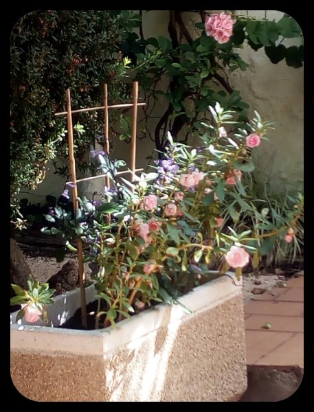 Plectranthus 26 Sep.jpg