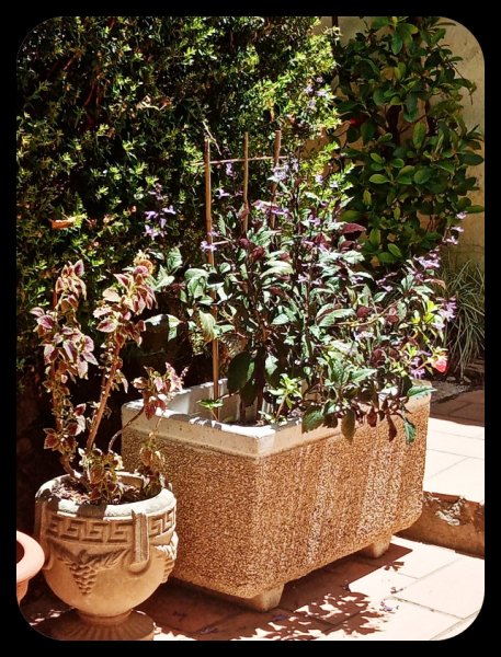 Plectranthus 28 Jun 22.jpg