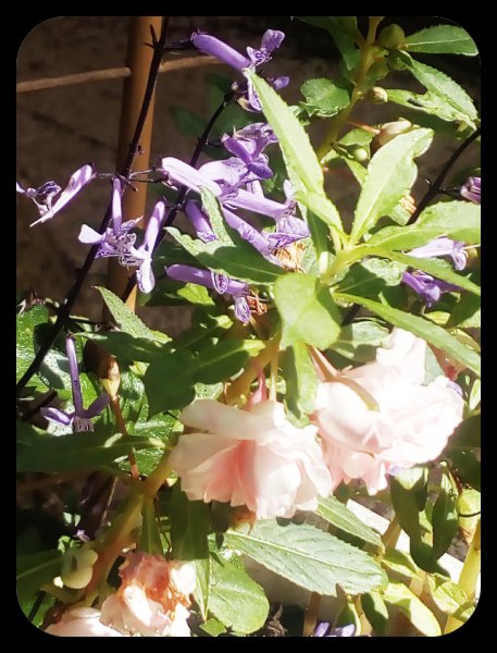 Plectranthus Mona Lavender 26 Sep.jpg