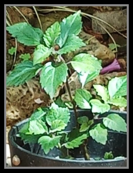 Plectranthus mona lavender.jpg