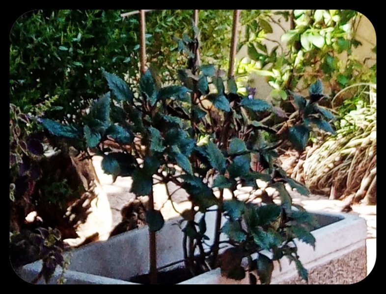 Pletrranthus 7 May 22.jpg