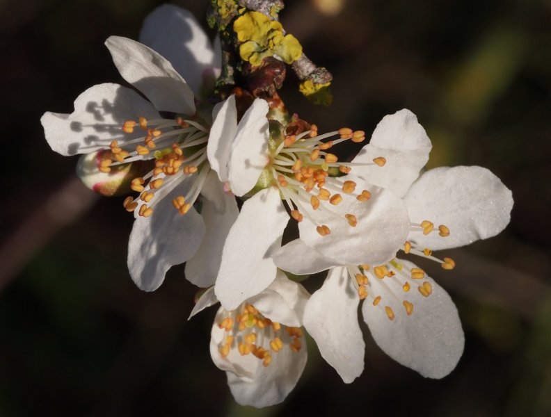 plum blossom 2019.jpg