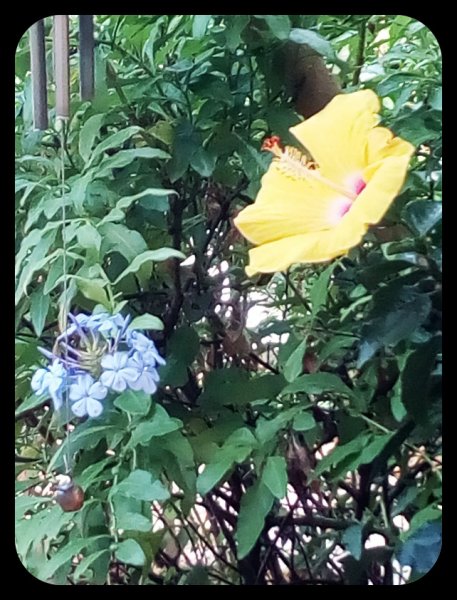 Plum & Hin 8 Jun(1).jpg