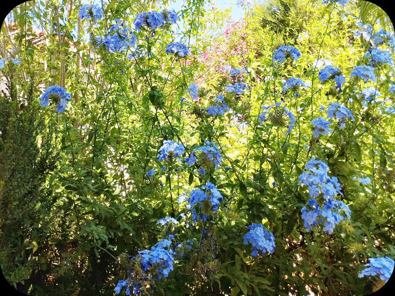 Plumbago 12 Jul 25.jpg