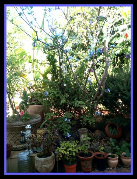 Plumbago 13 Auh 20.jpg