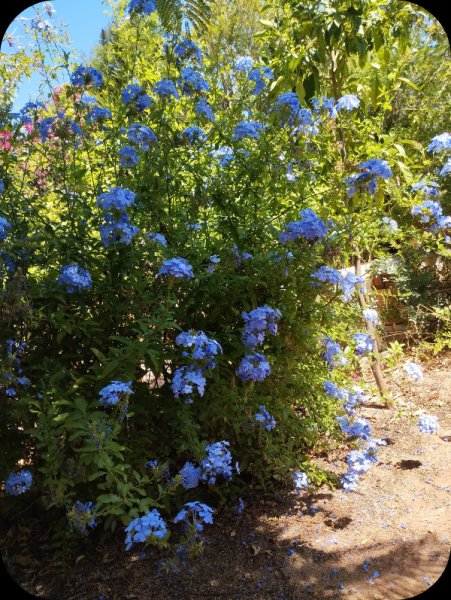 Plumbago 13 Jul 25.jpg