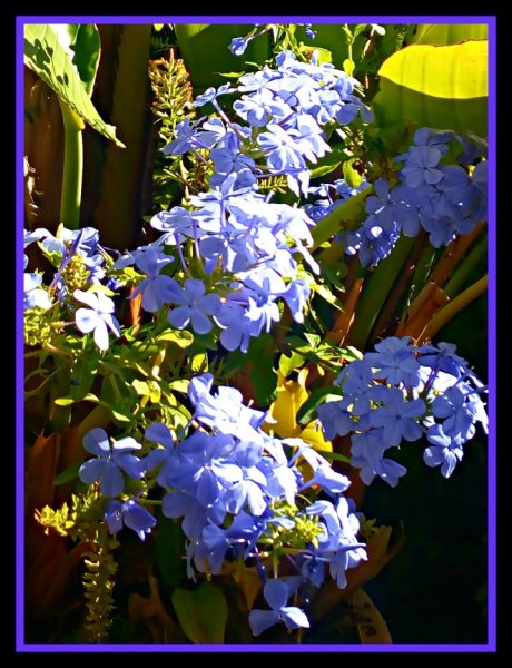 Plumbago 17 Aug.jpg