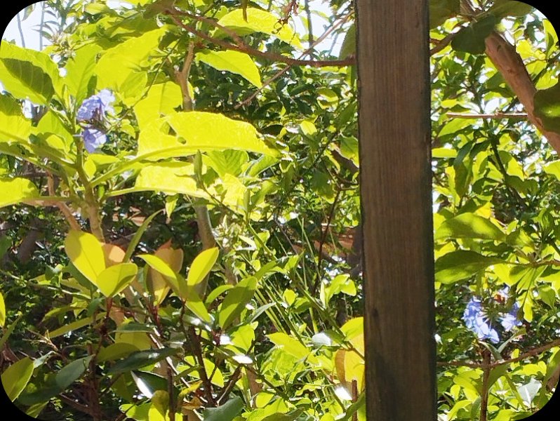 Plumbago 30 May 25.jpg