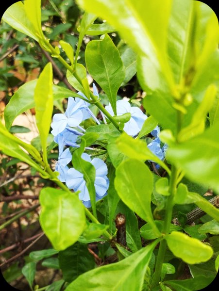 Plumbago 4 Nov 25.jpg