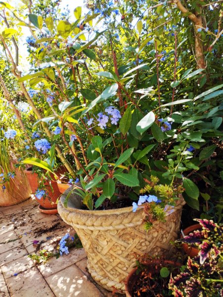 Plumbago 8 Sep 25.jpg