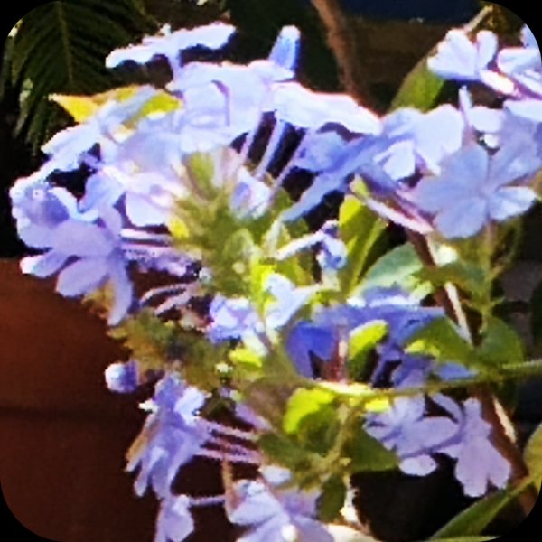 Plumbago& Adenium1 6 Jul 25.jpg