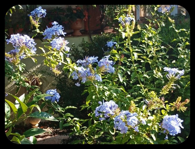Plumbago Close 27 Jul.jpg