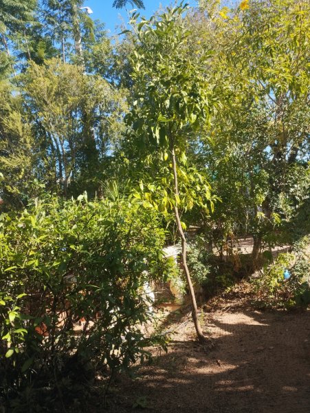 Plumbago & Grapefruit Ruby 30 Sep 25.jpg