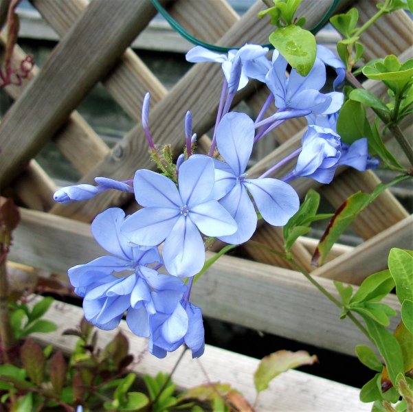 Plumbago.JPG