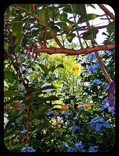 Plumbago Tecoma 16 )ct 22.jpg