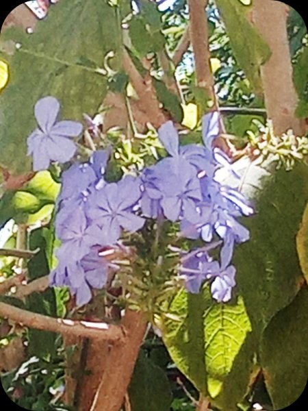 Plumbago1 2 Aug 24.jpg