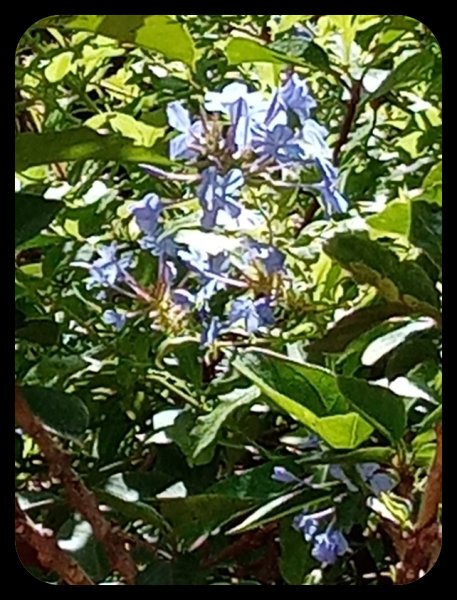 Plumbago1 5 Jul 22.jpg