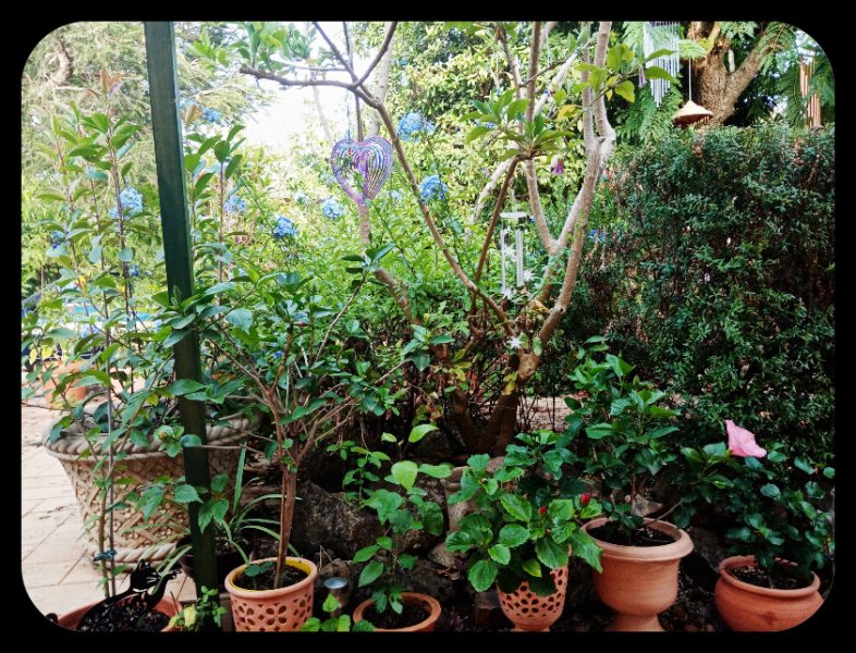 Plumbago2 12 Aug 22.jpg