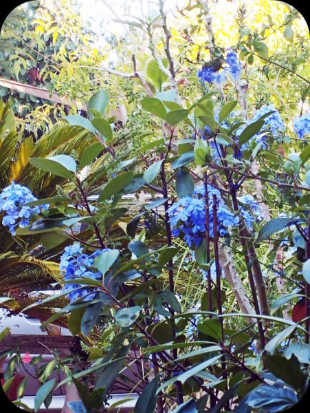 Plumbago2 18 Aug 25.jpg