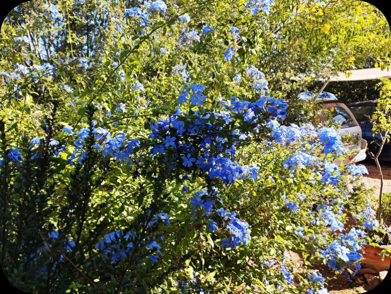 Plumbago2 27 Aug 25.jpg