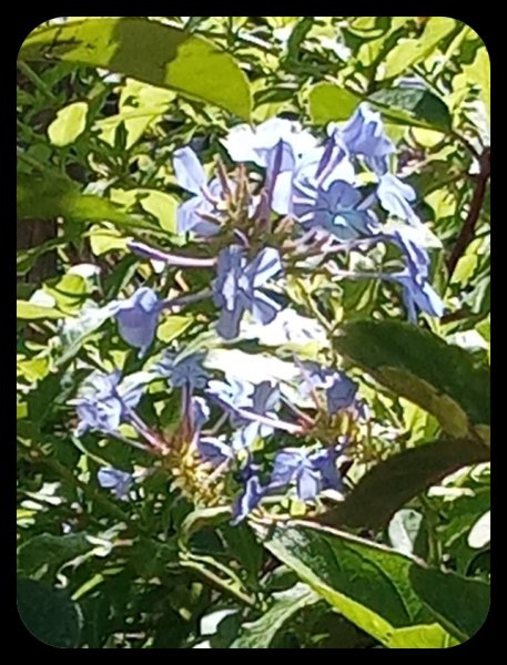 Plumbago2 5 Jul 22.jpg