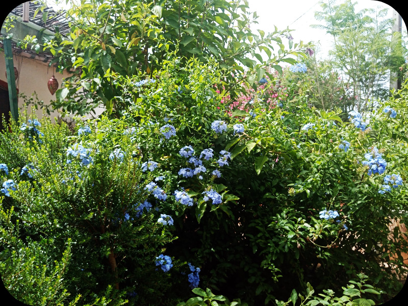 Plumbago2 6 Jun 24.jpg