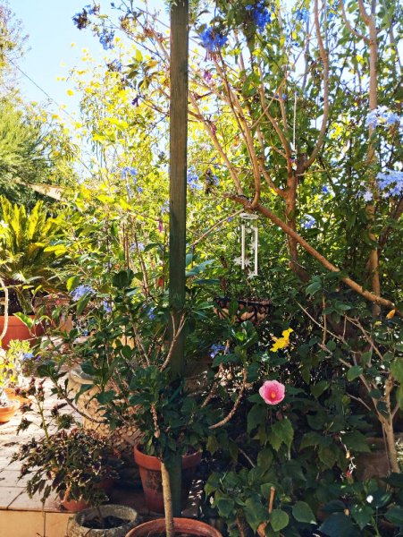 Plumbago2 7 Sep 25.jpg