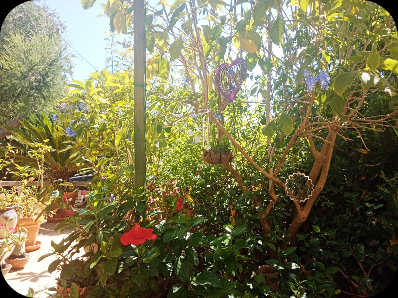 Plumbago3 2 Aug 24.jpg