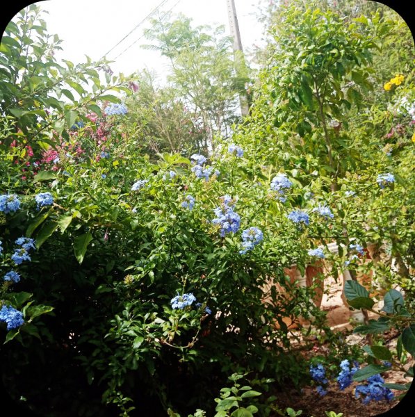 Plumbago3 6 Jun 24.jpg