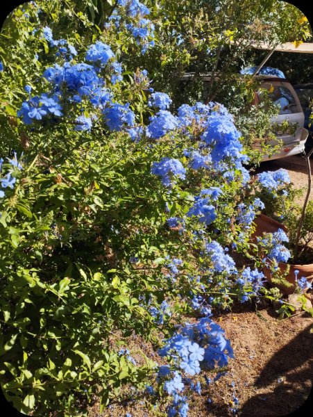 Plumbago4 27 Aug 25(1).jpg