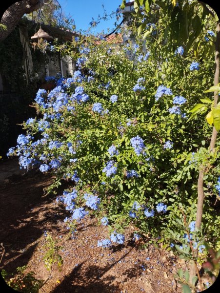 Plumbago5 27 Aug 25.jpg