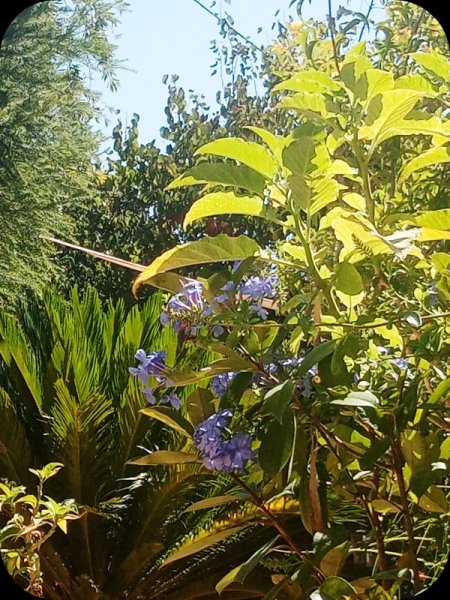 Plumbago6 2 Aug 24.jpg