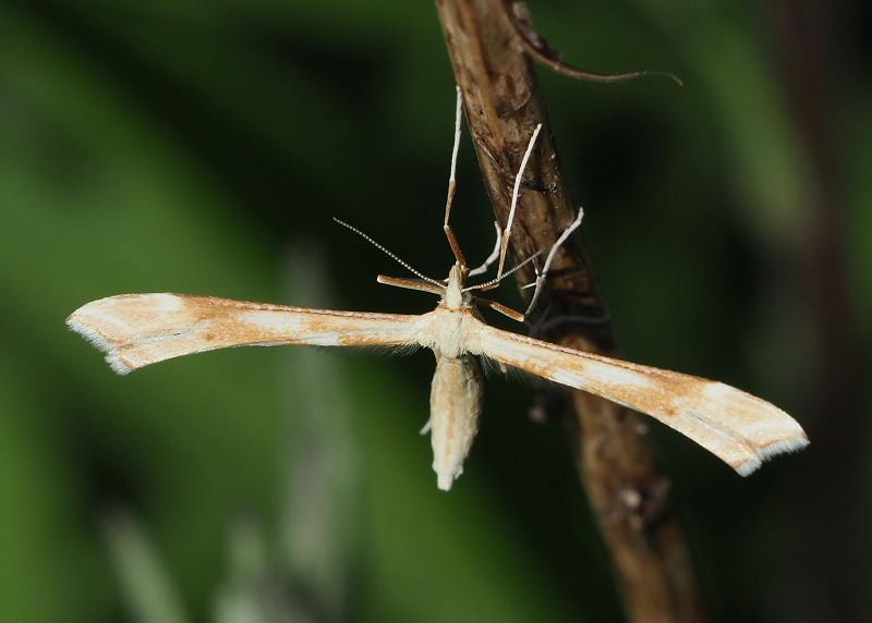 Plume moth 2020A.jpg