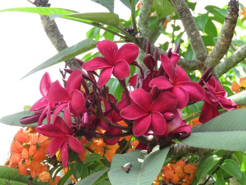 Plumeria.JPG