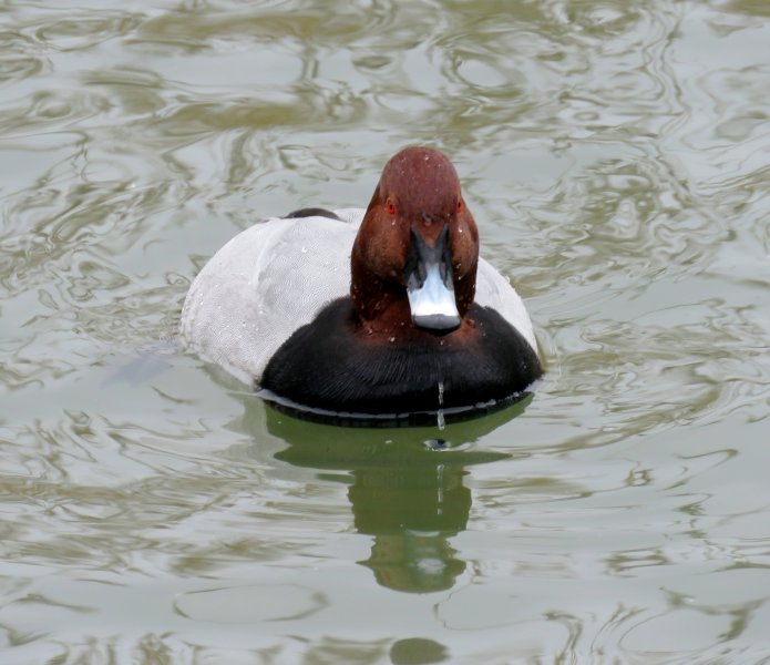 Pochard 2.JPG