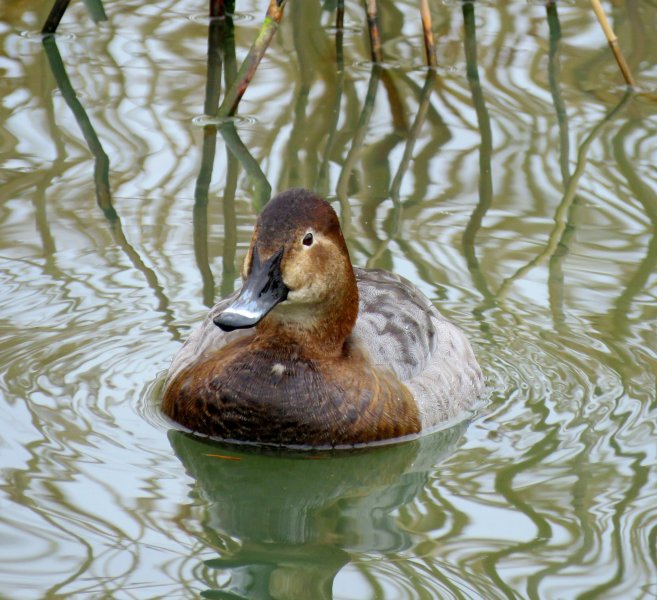 Pochard 3.JPG