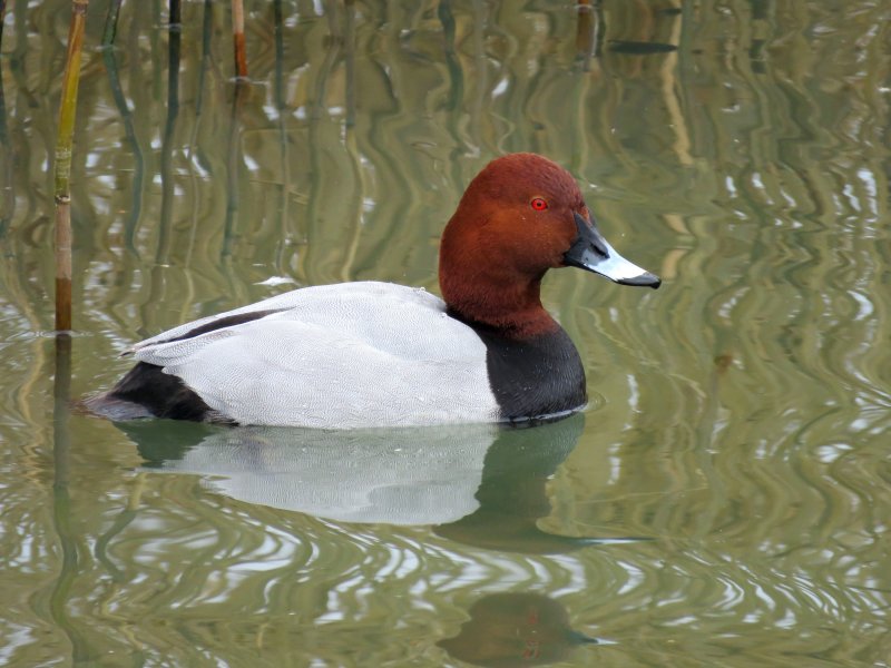 Pochard.JPG