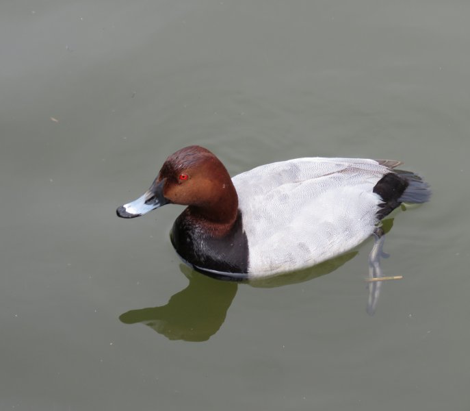 pochard.JPG