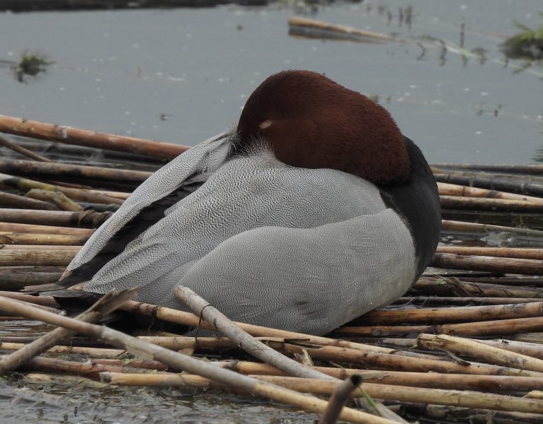 Pochard.JPG