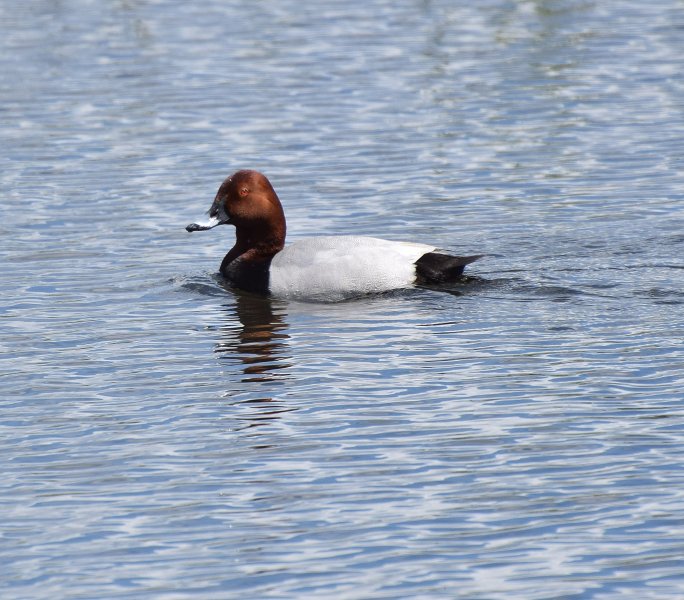 Pochard.jpg