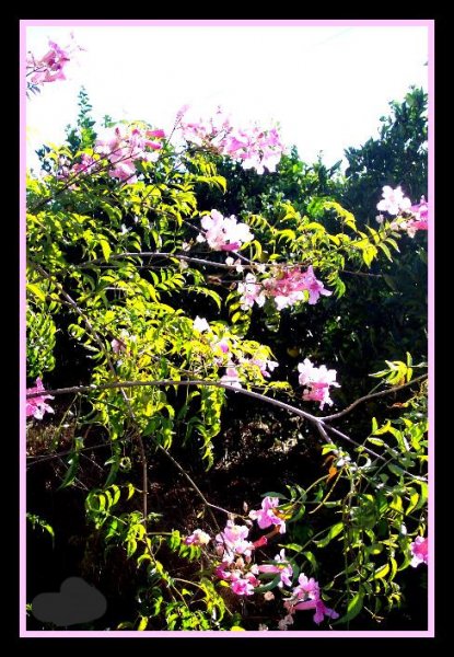 Podranea 1 Dec 07.JPG