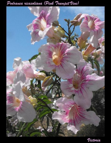 Podranea 2 Jul 10.JPG