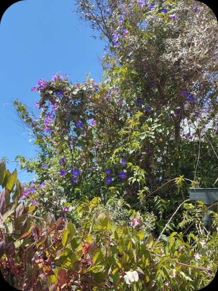 Podranea ricasoliana  & Morning Glory2 1 May 24.jpg