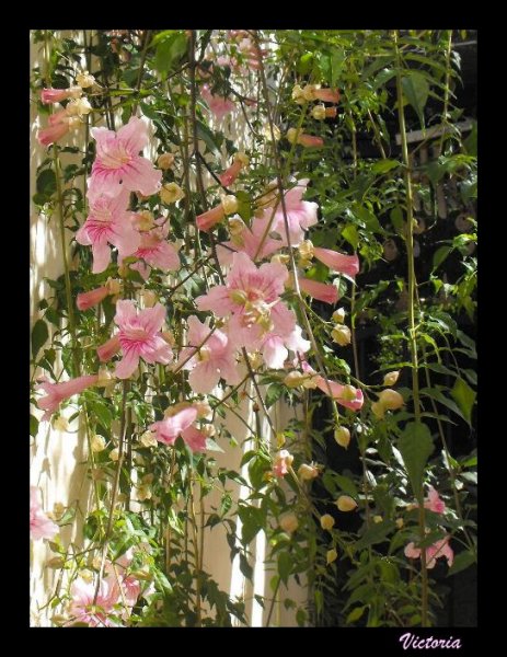 Podranea ricasoliana Oct 10.JPG