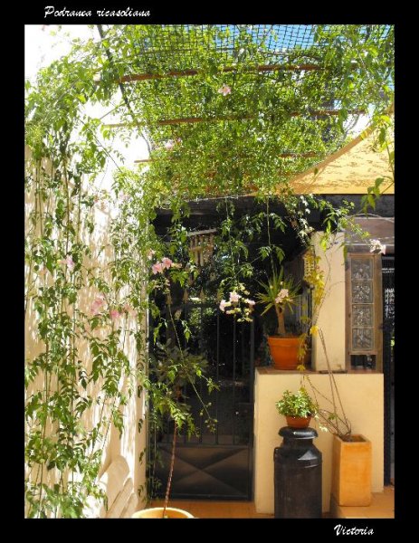 Podranea ricasoliana on kitchen patio.JPG