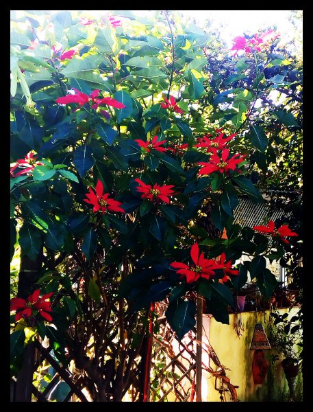 Poinsettia 1 Jan.jpg