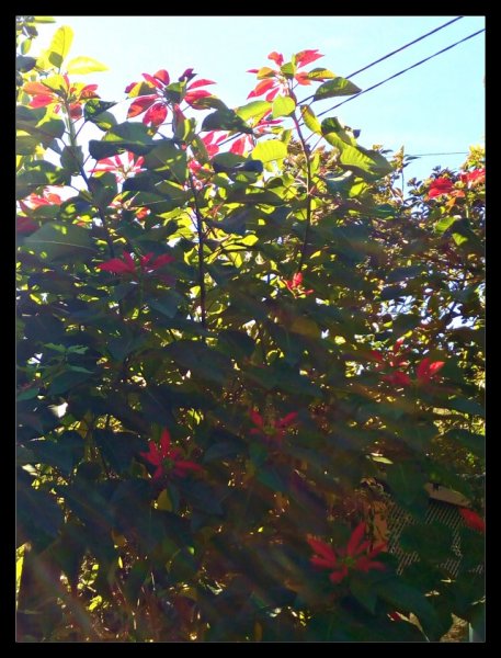 Poinsettia 2 Dec 20.jpg