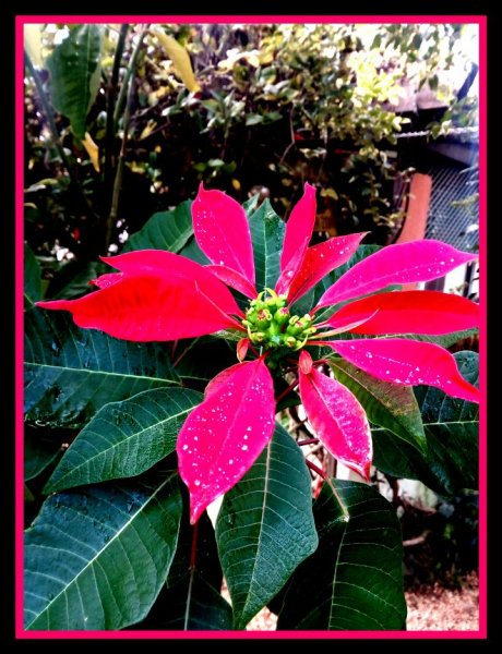 Poinsettia 29 Nov 20.jpg